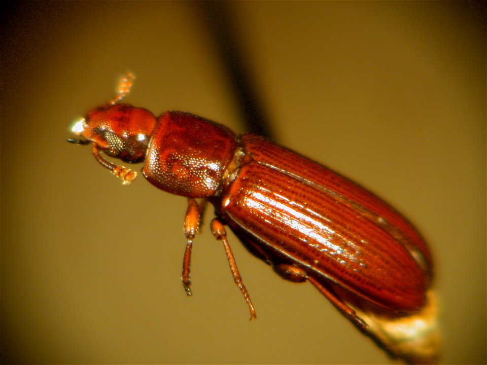 Tribolium castaneum photo