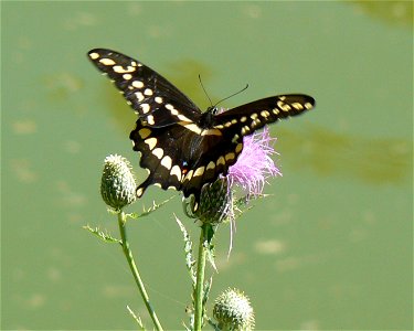 Giant Swallowtail (Papilio cresphontes) butterfly