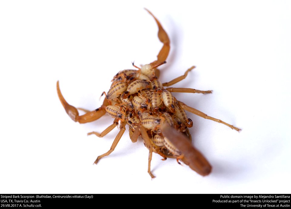 Striped Bark Scorpion  (Buthidae, Centruroides vittatus (Say))
USA, TX, Travis Co.: Austin
29.VIII.2017 A. Schultz coll.






This image was created as part of the Insects Unlocked project at the Uni