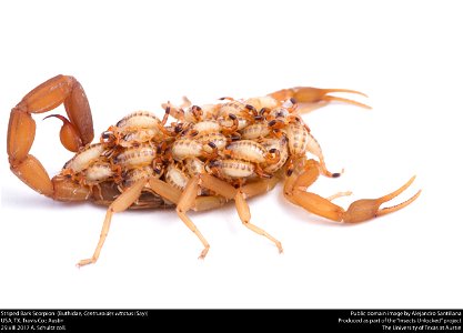 Striped Bark Scorpion  (Buthidae, Centruroides vittatus (Say))
USA, TX, Travis Co.: Austin
29.VIII.2017 A. Schultz coll.






This image was created as part of the Insects Unlocked project at the Uni