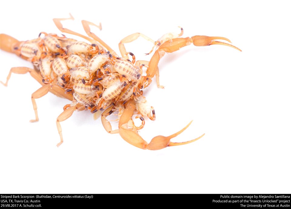 Striped Bark Scorpion (Buthidae, Centruroides vittatus (Say))
USA, TX, Travis Co.: Austin
29.VIII.2017 A. Schultz coll.






This image was created as part of the Insects Unlocked project at the Univ