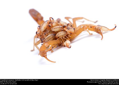 Striped Bark Scorpion  (Buthidae, Centruroides vittatus (Say))
USA, TX, Travis Co.: Austin
29.VIII.2017 A. Schultz coll.






This image was created as part of the Insects Unlocked project at the Uni