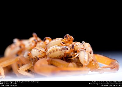 Striped Bark Scorpion  (Buthidae, Centruroides vittatus (Say))
USA, TX, Travis Co.: Austin
29.VIII.2017 A. Schultz coll.






This image was created as part of the Insects Unlocked project at the Uni