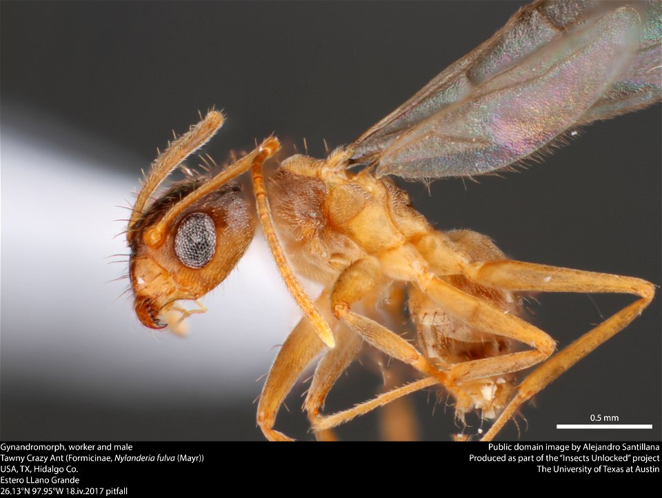 Gynandromorph, worker and maleTawny Crazy Ant (Formicinae, Nylanderia fulva (Mayr)) USA, TX, Hidalgo Co. Estero LLano Grande 26.13°N 97.95°W 18.iv.2017 pitfall This image was created as part of photo