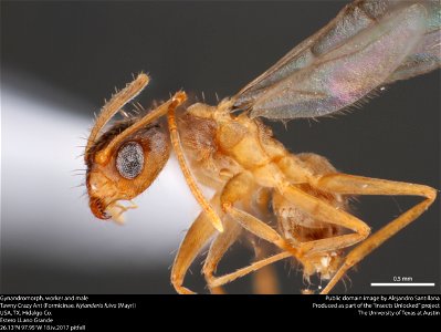 Gynandromorph, worker and maleTawny Crazy Ant (Formicinae, Nylanderia fulva (Mayr))
USA, TX, Hidalgo Co.
Estero LLano Grande
26.13°N 97.95°W 
18.iv.2017 pitfall






This image was created as part of