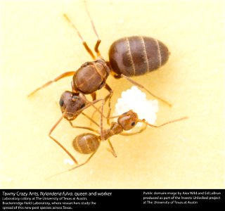 A queen and worker ant in a laboratory colony at The University of Texas at Austin, Brackenridge Field Laboratory, where researchers study the spread of this new pest species across Texas. Public dom photo