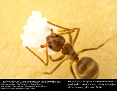 A worker ant tends to eggs in a laboratory colony at The University of Texas at Austin. Public domain image by Alex Wild and Ed LeBrun, produced as part of the Insects Unlocked project at The Univers photo