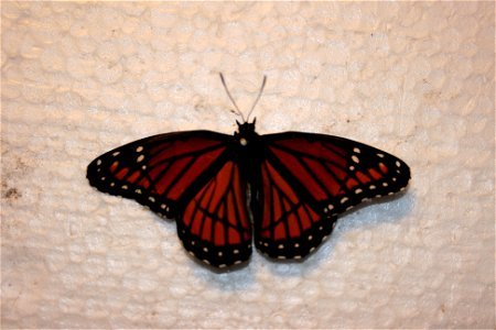 A Viceroy in the Hough collection.