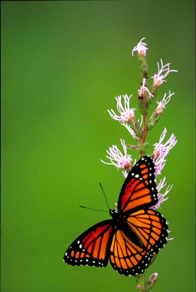 Image title: Viceroy butterfly basilarchia archippus with black lines and borders and small white spots
Image from Public domain images website, http://www.public-domain-image.com/full-image/fauna-ani