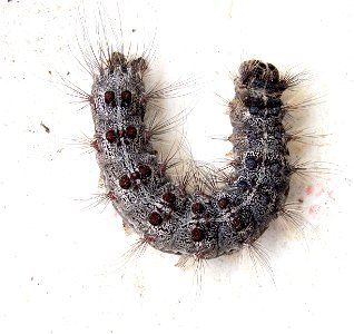 Caterpillar