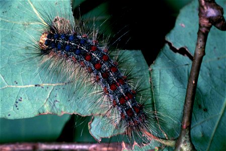 Image title: Gypsy moth invasive moth catepillar lymantria dispar Image from Public domain images website, http://www.public-domain-image.com/full-image/fauna-animals-public-domain-images-pictures/ins photo