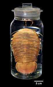 PRESERVED_SPECIMEN; ; frozen->70% alc.; Det. by: Eric A. Lazo-Wasem 2014; IZ number 78000; lot count 1; 2014-08-01T00:00:00Z