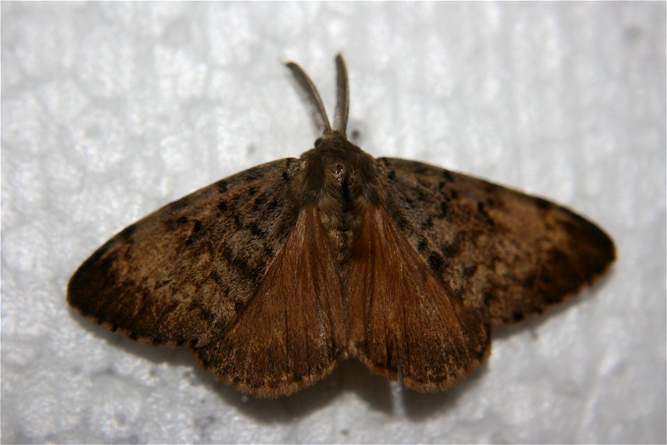 Male Gypsy moth (Lymantria dispar) in the Hough collection, caught July 14th, 2007.