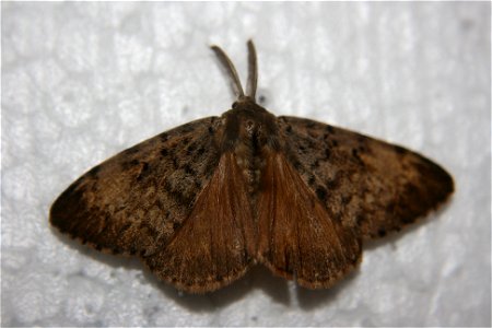 Male Gypsy moth (Lymantria dispar) in the Hough collection, caught July 14th, 2007. photo