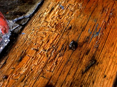 Woodworm holes and burrows exposed in wooden floorboard. photo