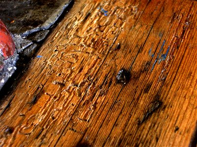 Woodworm holes and burrows exposed in wooden floorboard.