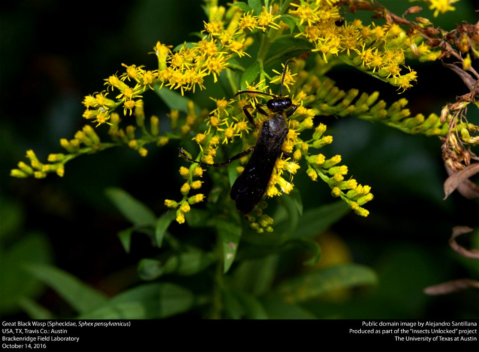 USA, TX, Travis Co.: Austin Brackenridge Field Laboratory 14-x-2016 photo