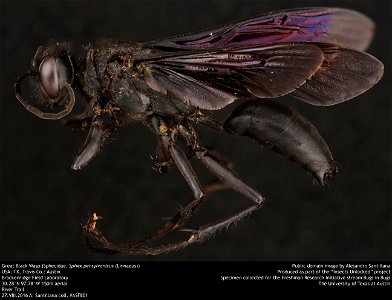 Great Black Wasp (Sphecidae, Sphex pensylvanicus (Linnaeus)) USA, TX, Travis Co.: Austin Brackenridge Field Laboratory 30.28°N 97.78°W 150m aerial River Trail 27.VIII.2016 A. Santillana coll. #ASF801 photo