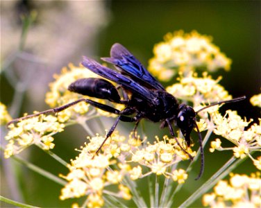 Sphex pensylvanicus, a large black wasp native to North America, feeding on the nectar of a fennel flower.