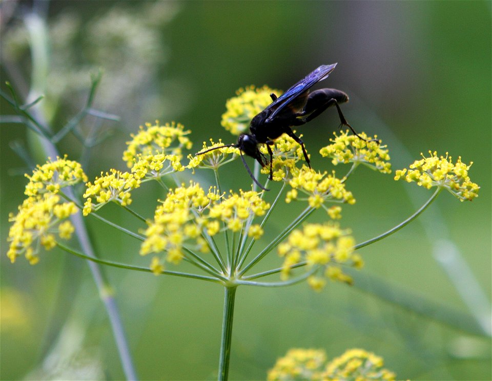Sphex pensylvanicus wasp on a smokey fennel flower.