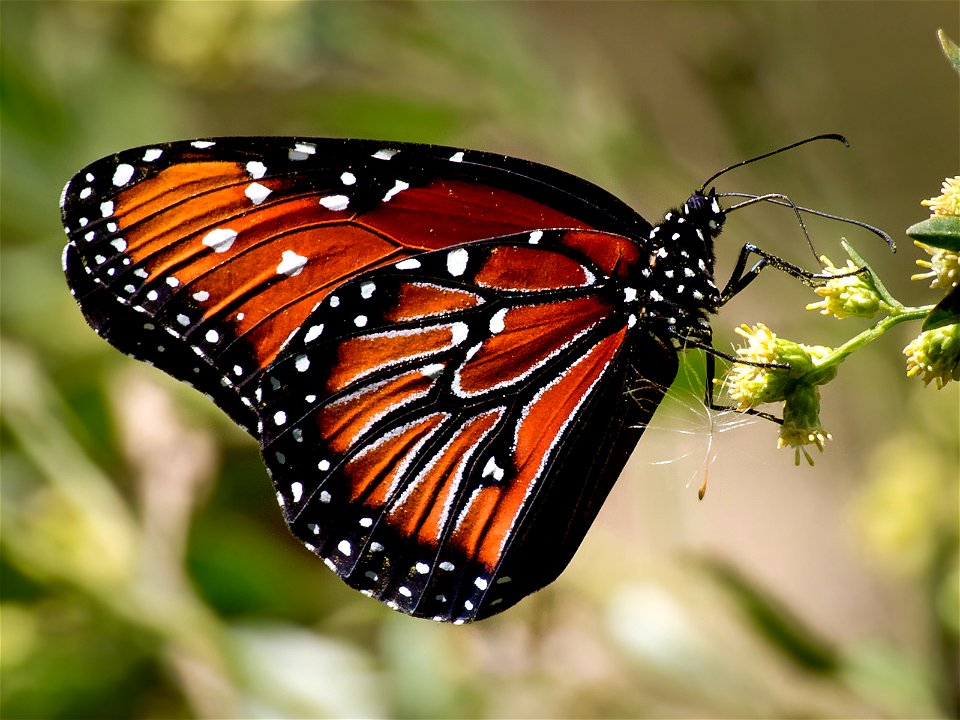 Queen butterfly. Photo taken with an Olympus E-5 in Myakka River State Park, FL, USA.Cropping and post-processing performed with Adobe Lightroom.