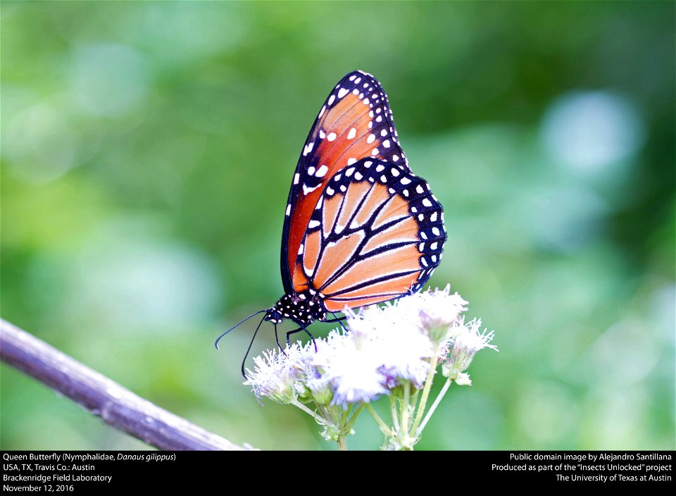 USA, TX, Travis Co.: Austin Brackenridge Field Laboratory 12-xi-2016 photo