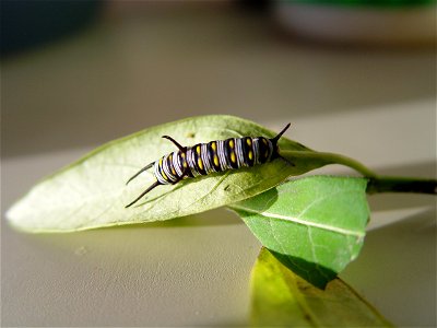 Queen caterpiller on milkweed photo