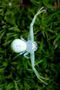 Goldenrod crab spider (Misumena vatia) (female) at Shelby Park in Nashville, Tennessee