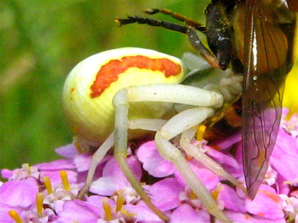 Weibchen der Krabbenspinne Misumena vatia mit Beute (Schwebfliege). fotografiert im Nauener Stadtwald (Brandenburg)
