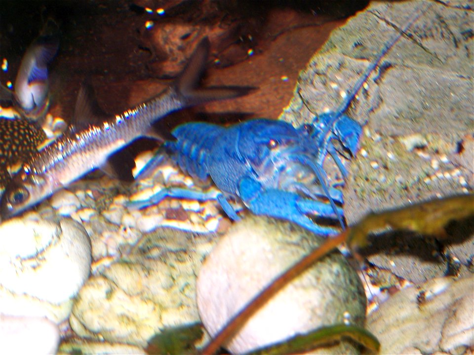 Blauer Floridakrebs
