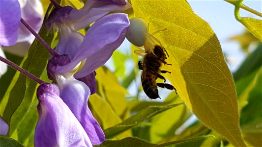 Misumena vatia on Cuneo's hill (april in Italy)