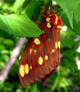 A Royal Walnut Moth (Citheronia regalis) in Texas County, Missouri on 14 June 2003 at 6:25 pm Central Daylight Time.