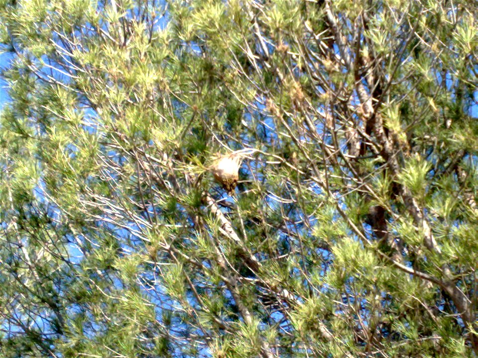 A nest of pine processionary