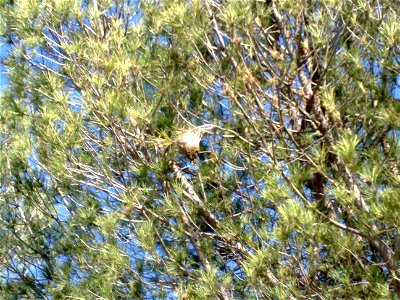 A nest of pine processionary photo