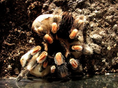 Brachypelma smithi, adult female photo