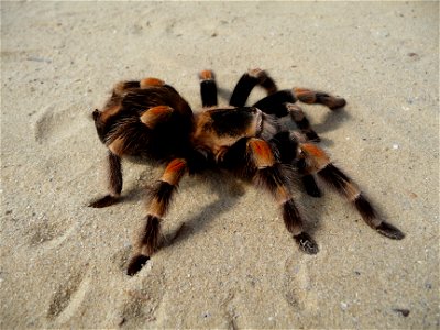 Mexican Red-kneed Tarantula, Mexican Red-kneed birdeater. Female (Brachypelma smithi)