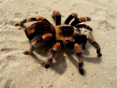 Mexican Red-kneed Tarantula, Mexican Red-kneed birdeater. Female (Brachypelma smithi)