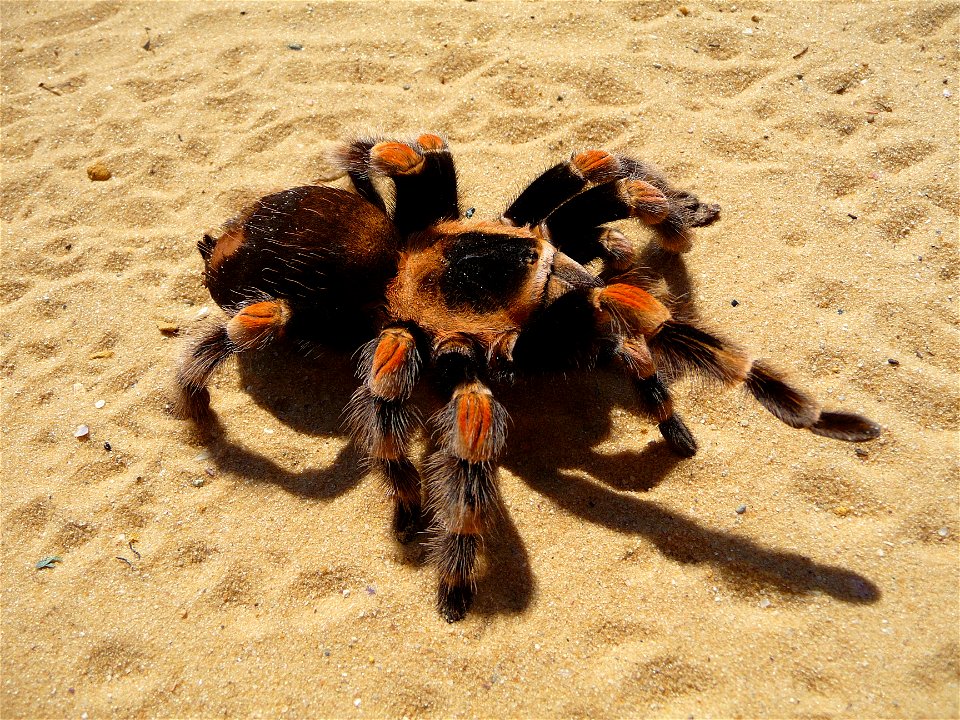 Mexican Red-kneed Tarantula, Mexican Red-kneed birdeater. Female (Brachypelma smithi)