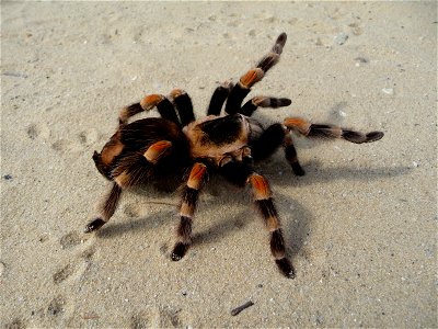 Mexican Red-kneed Tarantula, Mexican Red-kneed birdeater. Female (Brachypelma smithi)