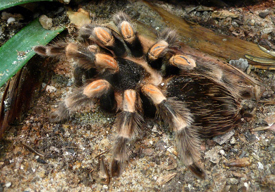 Mexican Red-kneed Tarantula (Brachypelma smithi)