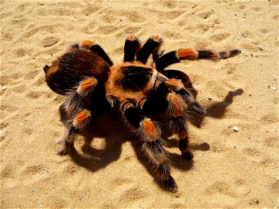 Mexican Red-kneed Tarantula, Mexican Red-kneed birdeater. Female (Brachypelma smithi)