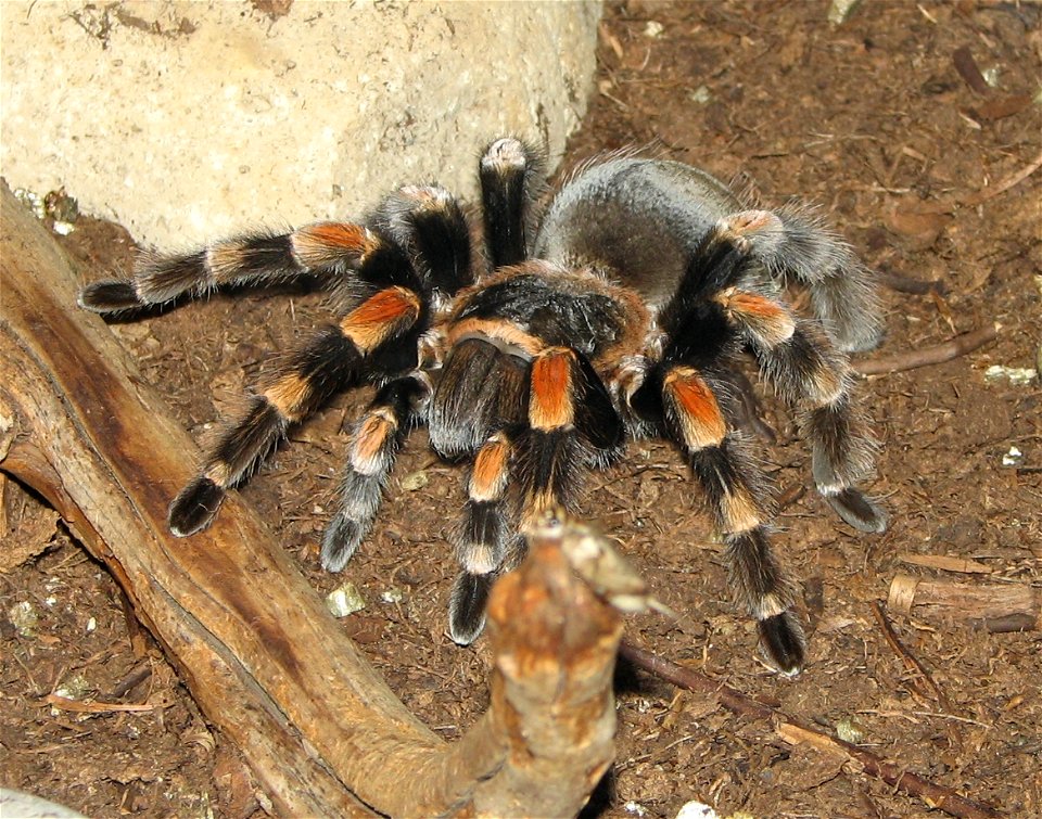 Tarantula - (Brachypelma smithi)