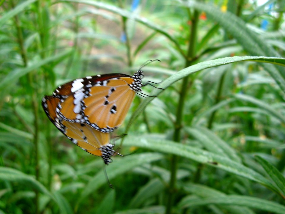 HKWP D.chrysippus