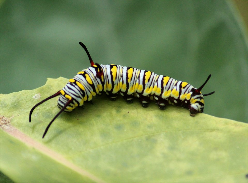 Danaus chrysippus Linnaeus, 1758 – Plain Tiger