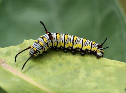 Danaus chrysippus Linnaeus, 1758 – Plain Tiger