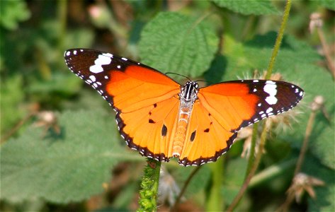 The life cycle posted here is not of a single specimen. These are the shots of various specimen i met at various places. (The egg laying from Trichy, Tamil nadu and the rest in Bangalore) photo