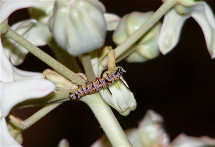 a juvanile larva on milkweed flower photo