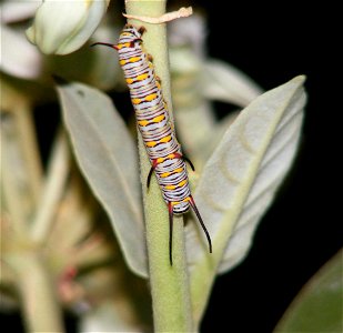 Plain Tiger_Danaus chrysippus_larva photo