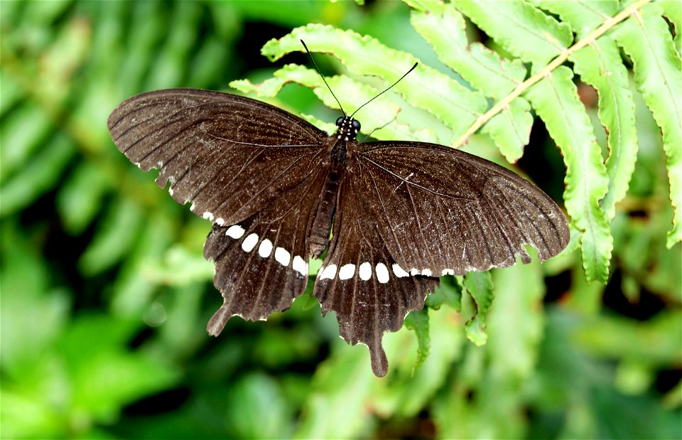 Common Mormon at Gunma Insect World. photo