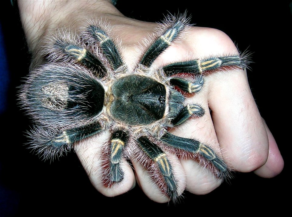 Grammostola pulchripes L9 female on a hand.
